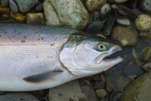 «First Salmon»: 73-Million-year-old Fossil ξαναγράφει την ιστορία των ψαριών