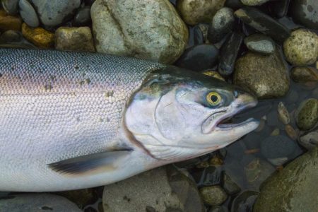 «First Salmon»: 73-Million-year-old Fossil ξαναγράφει την ιστορία των ψαριών