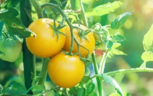Γιατί μερικές ντομάτες είναι κίτρινες; Οι ερευνητές λύνουν το μυστήριο