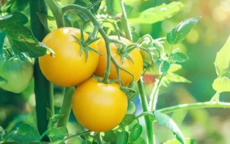 Γιατί μερικές ντομάτες είναι κίτρινες; Οι ερευνητές λύνουν το μυστήριο