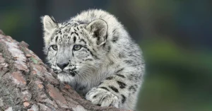 Θα ήθελα πολύ να δω την Apple να υιοθετεί μια προσέγγιση-τσικ-τακ στις εκδόσεις λογισμικού