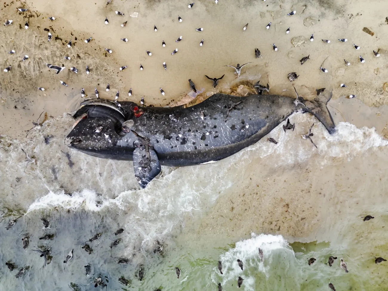 μια παραθαλάσσια φάλαινα που περιβάλλεται από πουλιά