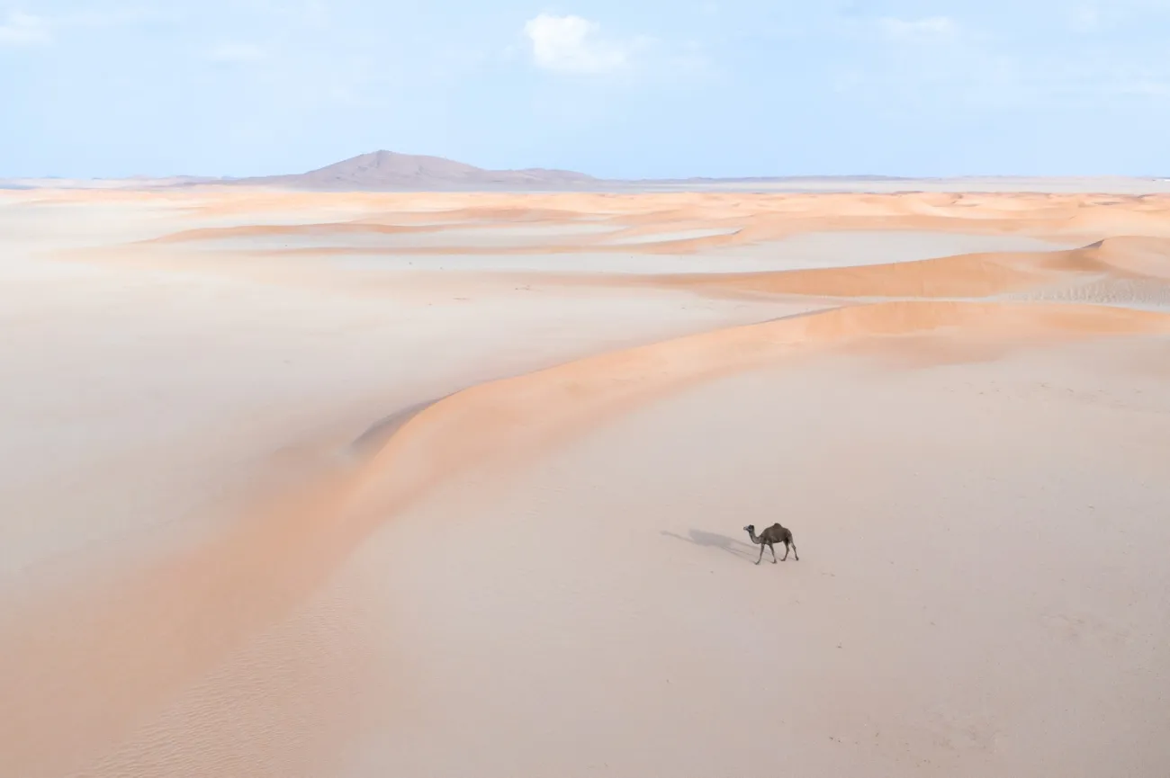 μια μοναχική καμήλα στην άμμο