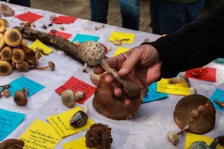 «ΣΟΚ: Αν δεν ξέρεις, καλύτερα να ΜΗΝ το φάς! Ο ειδικός προειδοποιεί μετά το περιστατικό με τα θανατηφόρα μανιτάρια!»