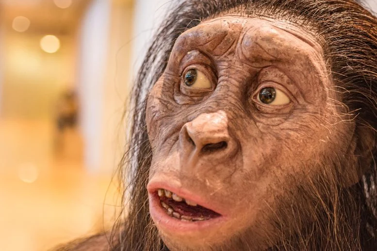 Πώς εξελίχθηκε ο μεγάλος εγκέφαλος και τα επίπεδα πρόσωπα μας σε χρόνο ρεκόρ