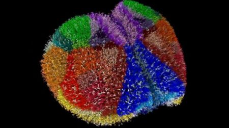 Οι επιστήμονες κατασκεύασαν έναν ψηφιακό εγκέφαλο ποντικιού και είναι εξαιρετικά ρεαλιστικό