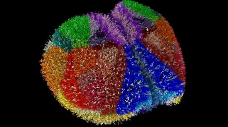 Οι επιστήμονες κατασκεύασαν έναν ψηφιακό εγκέφαλο ποντικιού και είναι εξαιρετικά ρεαλιστικό