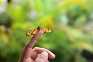 Νέα έρευνα λέει ότι οι άνθρωποι εξελίσσονται για τη φύση, όχι για τις πόλεις