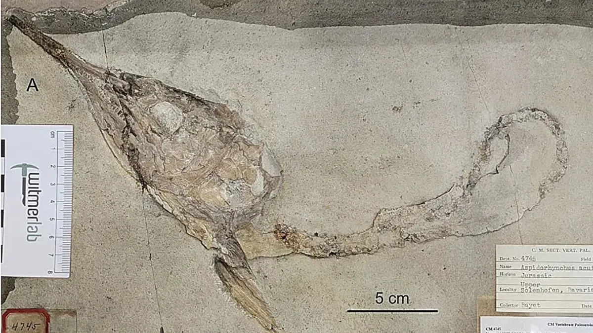 Αποκεφαλισμένα απολιθώματα ψαριών απεικονίζουν τροφική αλυσίδα του Ύστερου Ιουρασικού
