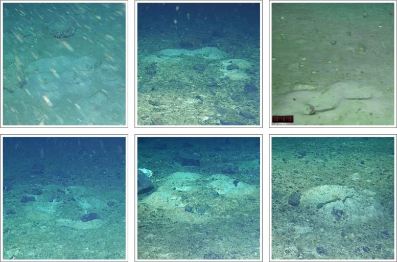 Το υποβρύχιο ρομπότ “Lassie” βρίσκει χιλιάδες φωλιές παγόψαρων κάτω από τον πάγο της Ανταρκτικής