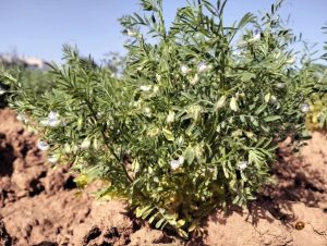 Αρχαιολόγοι ανακάλυψαν σοδειά 2.000 ετών που έχουν χαθεί στα Κανάρια Νησιά