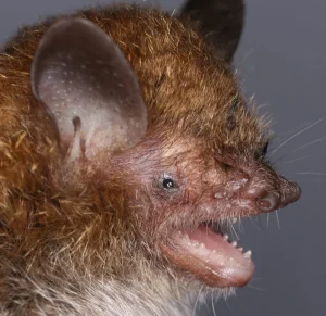 Οι επιστήμονες ανακάλυψαν 6 νέα μυστηριώδη είδη νυχτερίδων που κρύβονται σε κοινή θέα για δεκαετίες