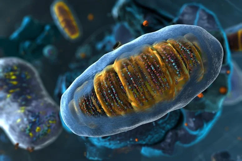 Αυτή η κοινή θρεπτική ουσία υπερφορτίζει την ενέργεια των κυττάρων σας