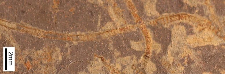 Το AI αποκαλύπτει κρυμμένα ίχνη ζωής σε βράχους 3,3 δισεκατομμυρίων ετών