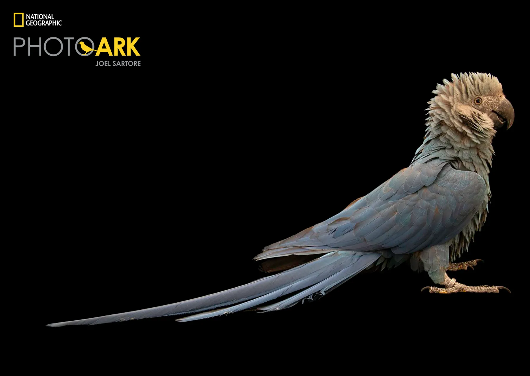 10 μαγευτικές εικόνες από τη Φωτογραφική Κιβωτό του National Geographic ένα μεγάλο τροπικό πουλί με γαλάζιο και λευκό φτέρωμα