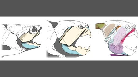 Το αγαπημένο αρχαίο θαλάσσιο τέρας του Κλίβελαντ ήταν περισσότερο χελώνα παρά καρχαρίας