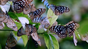 Μυστικά της άγριας φύσης της Κίνας – 5 πράγματα που δεν γνωρίζατε για τις πιο άγριες γωνιές της Ουράνιας Αυτοκρατορίας –