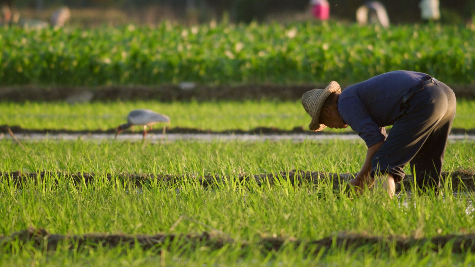 Viasat Nature Chinas Wild Secrets Crested Ibis on Rice Paddies