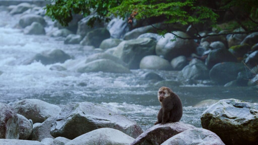 Viasat Nature Chinas Wild Secrets Monkey