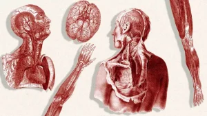 Ανακάλυψε τα Bodyoids: Η Επανάσταση που Θέτει το Μέλλον της Ιατρικής σε Νέες Διαστάσεις!