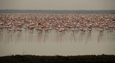 Ανακαλύψτε την Ισπανία: Τα Εντυπωσιακά Φλαμίνγκο που Κάνουν Χειμερινές Διακοπές στους Υγρότοπους της Ανδαλουσίας!