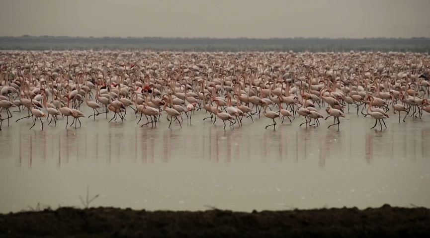 Ανακαλύψτε την Ισπανία: Τα Εντυπωσιακά Φλαμίνγκο που Κάνουν Χειμερινές Διακοπές στους Υγρότοπους της Ανδαλουσίας! Ανακαλύψτε την Ισπανία: Τα Εντυπωσιακά Φλαμίνγκο που Κάνουν Χειμερινές Διακοπές στους Υγρότοπους της Ανδαλουσίας!