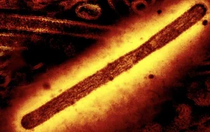 Σοκ! Η πρώτη παγκόσμια περίπτωση θανάτου από τον ιό H5N5 ήρθε για να αναστατώσει τον πλανήτη!