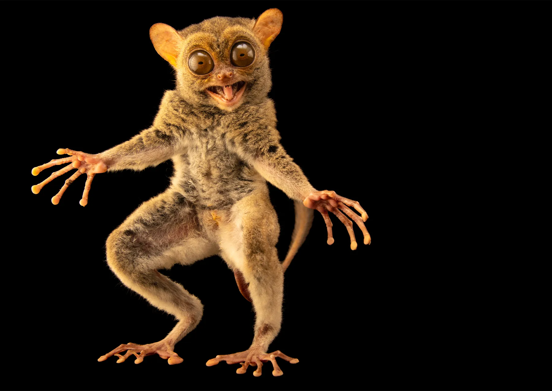 10 μαγευτικές εικόνες από τη Φωτογραφική Κιβωτό του National Geographic ένα μικρό χρήμα με μεγάλα μάτια