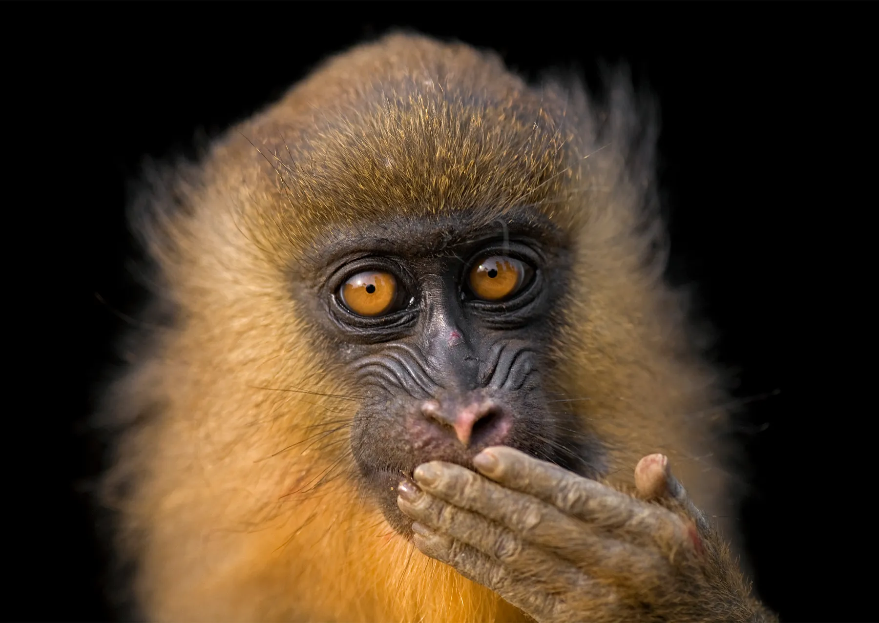 10 μαγευτικές εικόνες από τη Φωτογραφική Κιβωτό του National Geographic μια μαϊμού με το χέρι πάνω