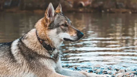 Σοκαριστική Ανακάλυψη: Το DNA του Λύκου Χυτεύει σε Κάθε Σκύλο!