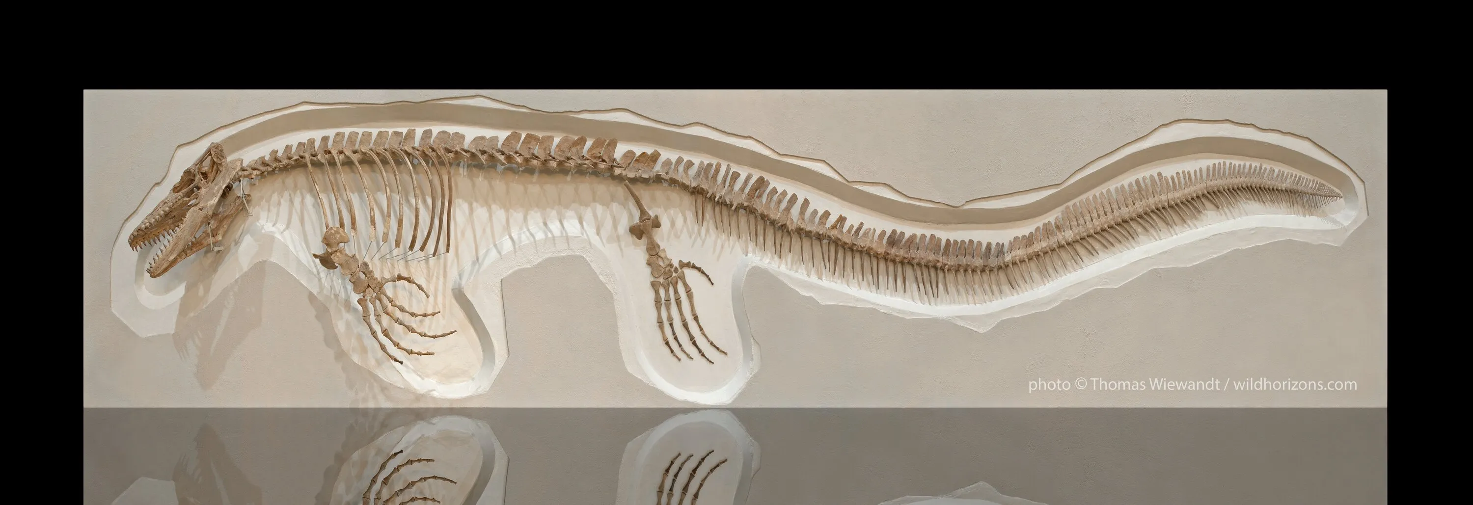 Σκελετός ενός γιγαντιαίου θαλάσσιου ερπετού, ενός μοσασάουρου, Mosasaurus platycarpus, ύστερης Κρητιδικής ηλικίας από το Smoky Hills Chalk στο Δυτικό Κάνσας των ΗΠΑ. Αυτό το δείγμα έχει μήκος περίπου 20 πόδια. Συμπεριλάβετε "δείγμα ευγενική προσφορά του . . . " τα εύσημα στον Rick Hebdon μαζί με τα εύσημα στον φωτογράφο σε δημοσιεύσεις.