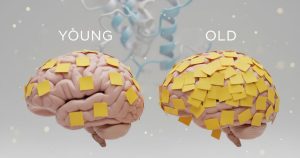 «Ανακάλυψε Πώς η Γήρανση Καταστρέφει τις Πρωτεΐνες του Εγκεφάλου σου - Ο Ρόλος της Διατροφής Θα σε Σοκάρει!»
