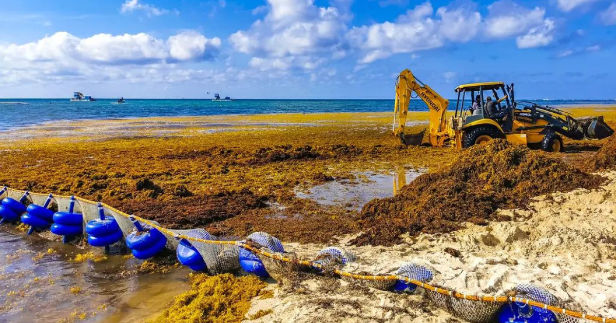 Ανακαλύφθηκε το ΜΥΣΤΙΚΟ πίσω από την ΕΞΕΛΙΞΗ των ΓΙΓΑΝΤΙΩΝ φυκών στους ωκεανούς! Δείτε τι τροφοδοτεί αυτή την ΑΠΙΣΤΕΥΤΗ ανάπτυξη!