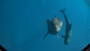 Οι φάλαινες πιλότοι της Χαβάης με κοντό πτερύγιο τρώνε πάνω από 77.000 καλαμάρια το χρόνο