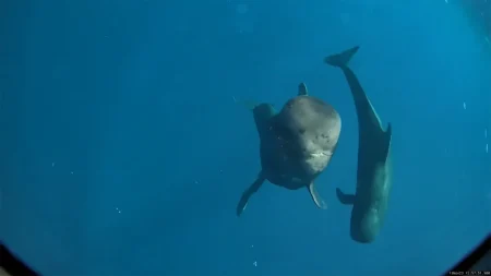 Οι φάλαινες πιλότοι της Χαβάης με κοντό πτερύγιο τρώνε πάνω από 77.000 καλαμάρια το χρόνο