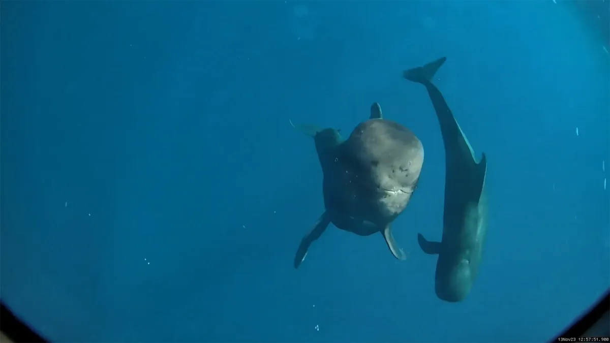 Οι φάλαινες πιλότοι της Χαβάης με κοντό πτερύγιο τρώνε πάνω από 77.000 καλαμάρια το χρόνο