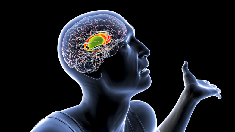 τη θέση του ραβδωτού σώματος στον ανθρώπινο εγκέφαλο