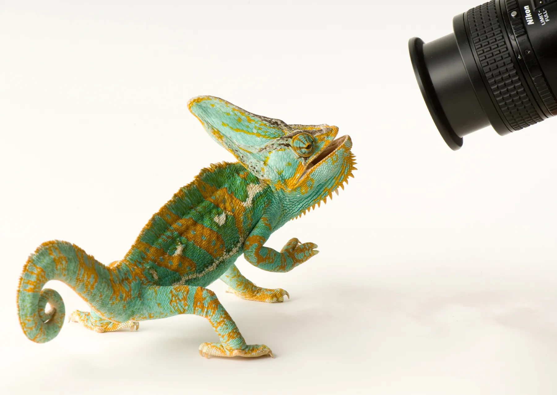 10 μαγευτικές εικόνες από τη Φωτογραφική Κιβωτό του National Geographic Ένας καλυμμένος χαμαιλέοντας (Chamaeleo calyptratus) στο Rolling Hills Wildlife Adventure αντιμετωπίζει έναν φωτογραφικό φακό στη Salina του Κάνσας.