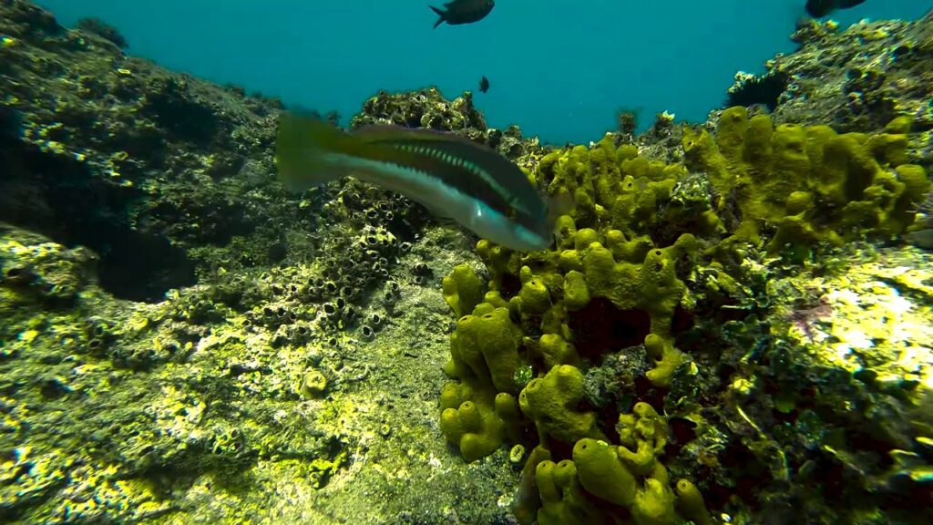 vlcsnap 2025 01 27 10h42m03s260