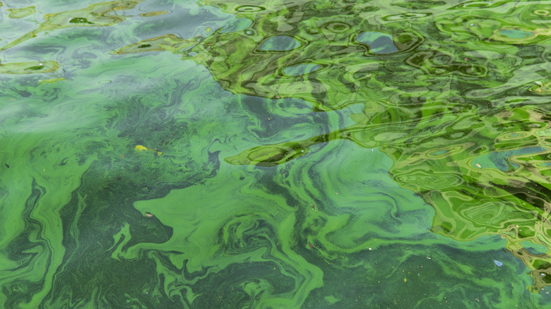 Ρύπανση των υδάτων με ανάπτυξη φυκιών