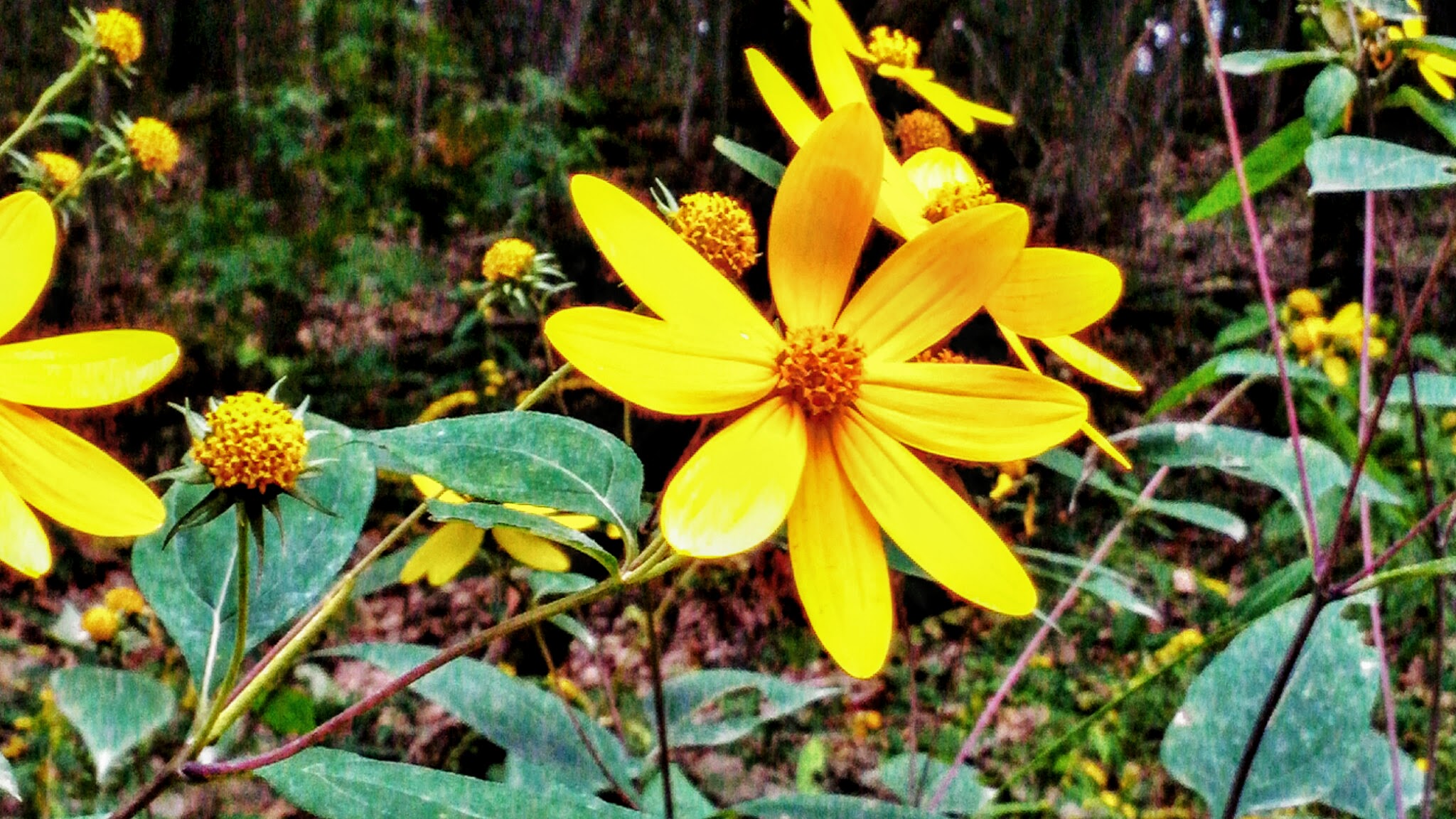 Μια μακρο φωτογραφία ενός αγριολούλουδου.