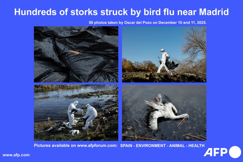 Απόλυτη Προειδοποίηση: Νέα Μελέτη Αποκαλύπτει Πώς η Γρίπη των Πτηνών Μπορεί να Απειλεί την Ανθρωπότητα! Γρίπη των πτηνών: Νέα μελέτη δείχνει πώς θα μπορούσε να μεταδοθεί στους ανθρώπους