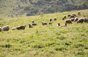 «ΣΟΚ! Αναρτήθηκαν οι πίνακες για την Εξισωτική Αποζημίωση 2025 – Ελέγξτε αν είστε δικαιούχοι!» «ΣΟΚ! Αναρτήθηκαν οι πίνακες για την Εξισωτική Αποζημίωση 2025 - Ελέγξτε αν είστε δικαιούχοι!»