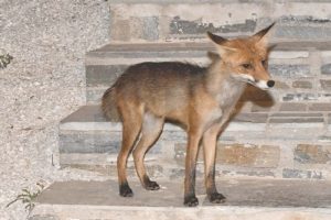 «Σοκαριστικό: Οι Αλεπούδες Κατακτούν τον Αστικό Ιστό – Γιατί Αυξάνονται οι Εμφανίσεις τους!»