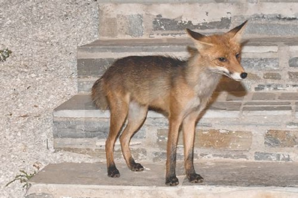 «Σοκαριστικό: Οι Αλεπούδες Κατακτούν τον Αστικό Ιστό – Γιατί Αυξάνονται οι Εμφανίσεις τους!» «Σοκαριστικό: Οι Αλεπούδες Κατακτούν τον Αστικό Ιστό – Γιατί Αυξάνονται οι Εμφανίσεις τους!»