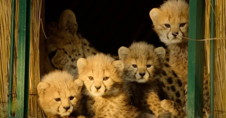 Τα νεότερα ντοκιμαντέρ της Apple TV για τη φύση είναι πλέον διαθέσιμα Τα νεότερα ντοκιμαντέρ της Apple TV για τη φύση είναι πλέον διαθέσιμα