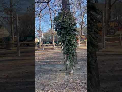 Τα δωρισμένα χριστουγεννιάτικα δέντρα αποκτούν δεύτερη ζωή στο ζωολογικό κήπο Τα δωρισμένα χριστουγεννιάτικα δέντρα αποκτούν δεύτερη ζωή στο ζωολογικό κήπο