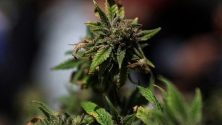 Ιατρική Κάνναβη: Μύθοι και Αλήθειες! Πόσο Αποτελεσματική Είναι; Δείτε Τι Λέει η Έρευνα!