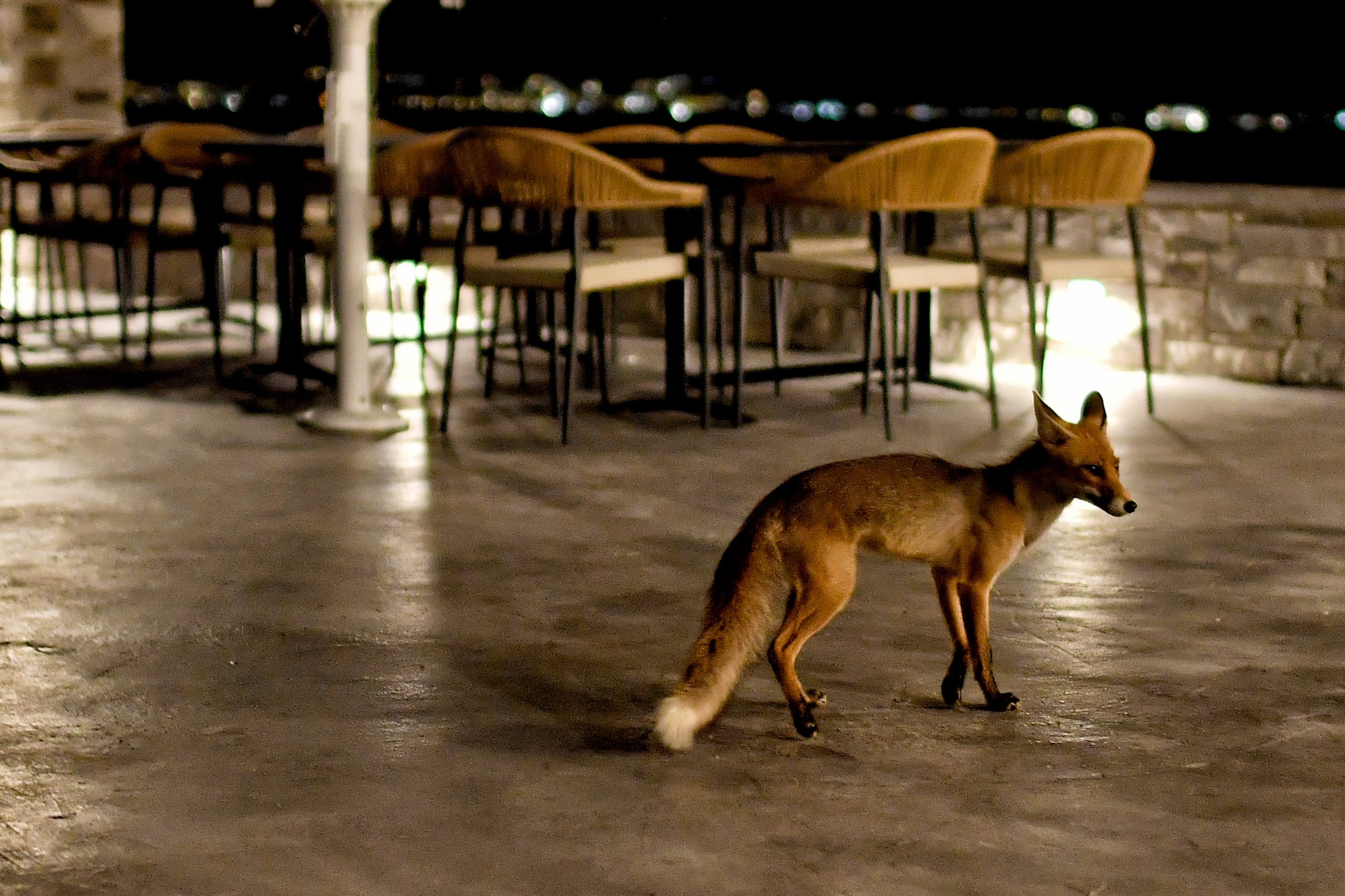 Αλεπούδες στον αστικό ιστό – Πολλαπλασιάζεται η εμφάνισή τους