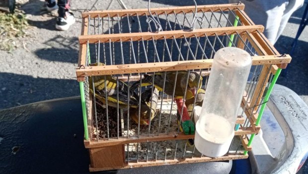 «Σοκ! Ανακαλύψεις της WWF: Η Άγρια Ζωή και Χλωρίδα της Ελλάδας Χάνεται στη Μαύρη Αγορά!» «Σοκ! Ανακαλύψεις της WWF: Η Άγρια Ζωή και Χλωρίδα της Ελλάδας Χάνεται στη Μαύρη Αγορά!»